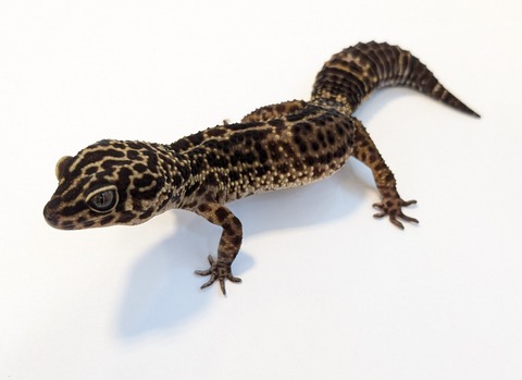 PXL_20250715_100426591~2