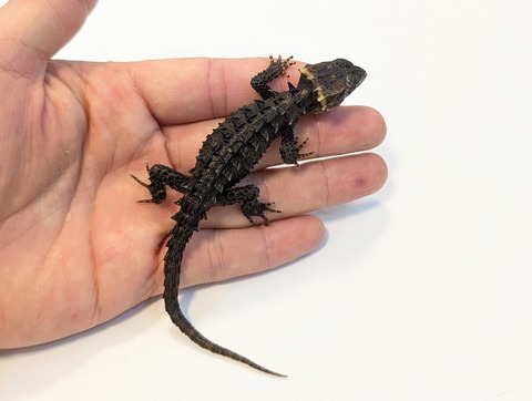 PXL_20250820_112635366~2