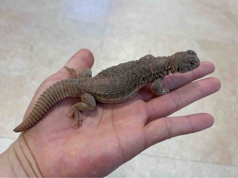 FullSizeRender