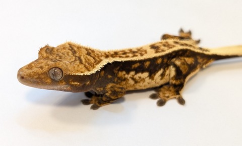 PXL_20250504_110926594~2