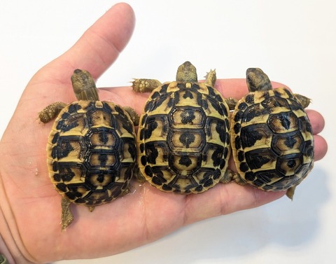 PXL_20251105_060547122~2