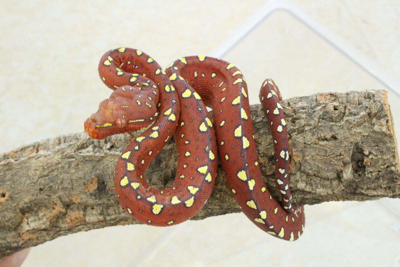 新入荷 いろいろ 爬虫類クラブj 横須賀店ブログ 新入荷 いろいろ 爬虫類クラブj 横須賀店ブログ