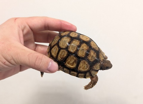 PXL_20260204_094314355~2