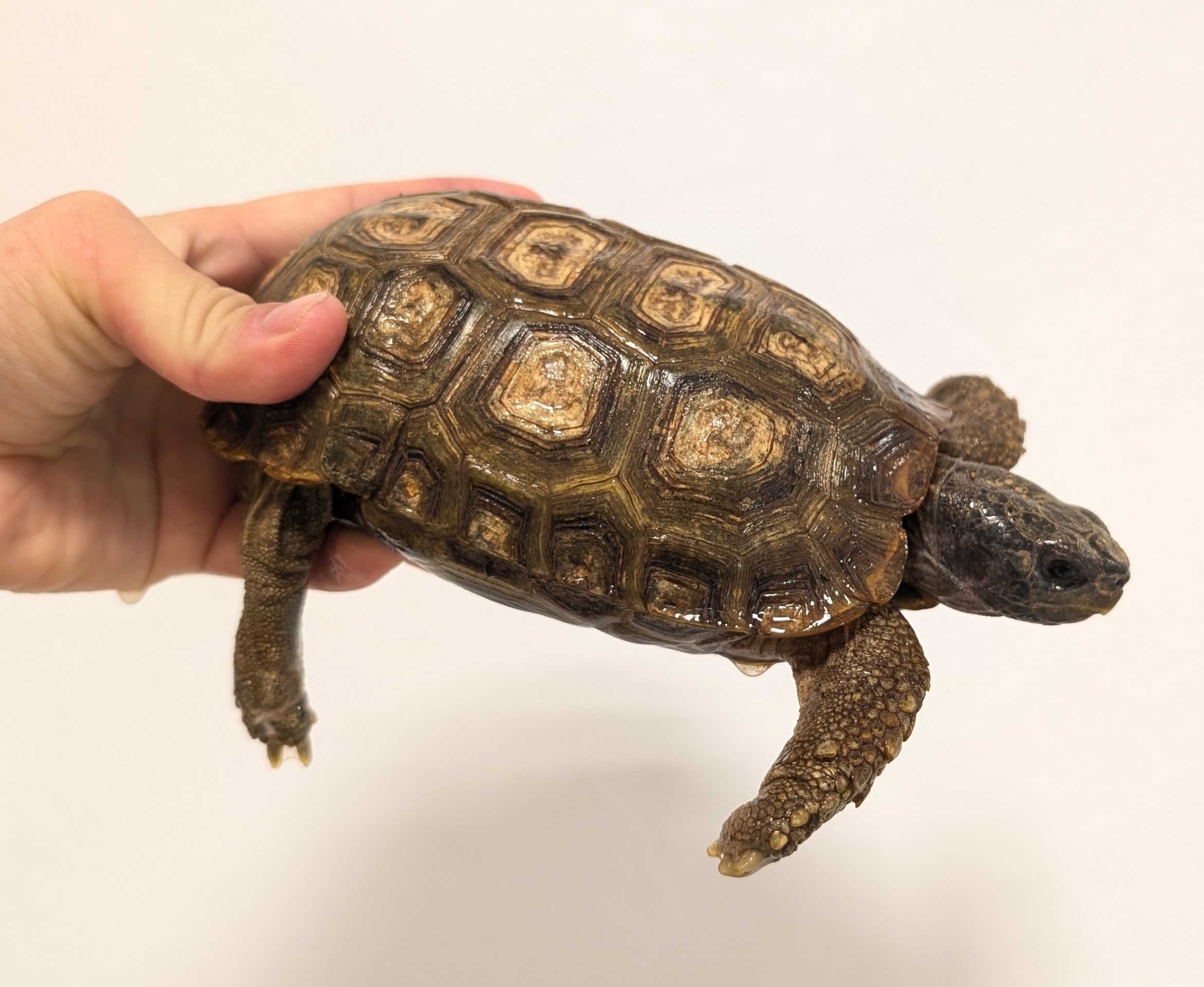 新入荷：スピークセオレガメ・ニシセオレガメ・ゲイリートゲオアガマ