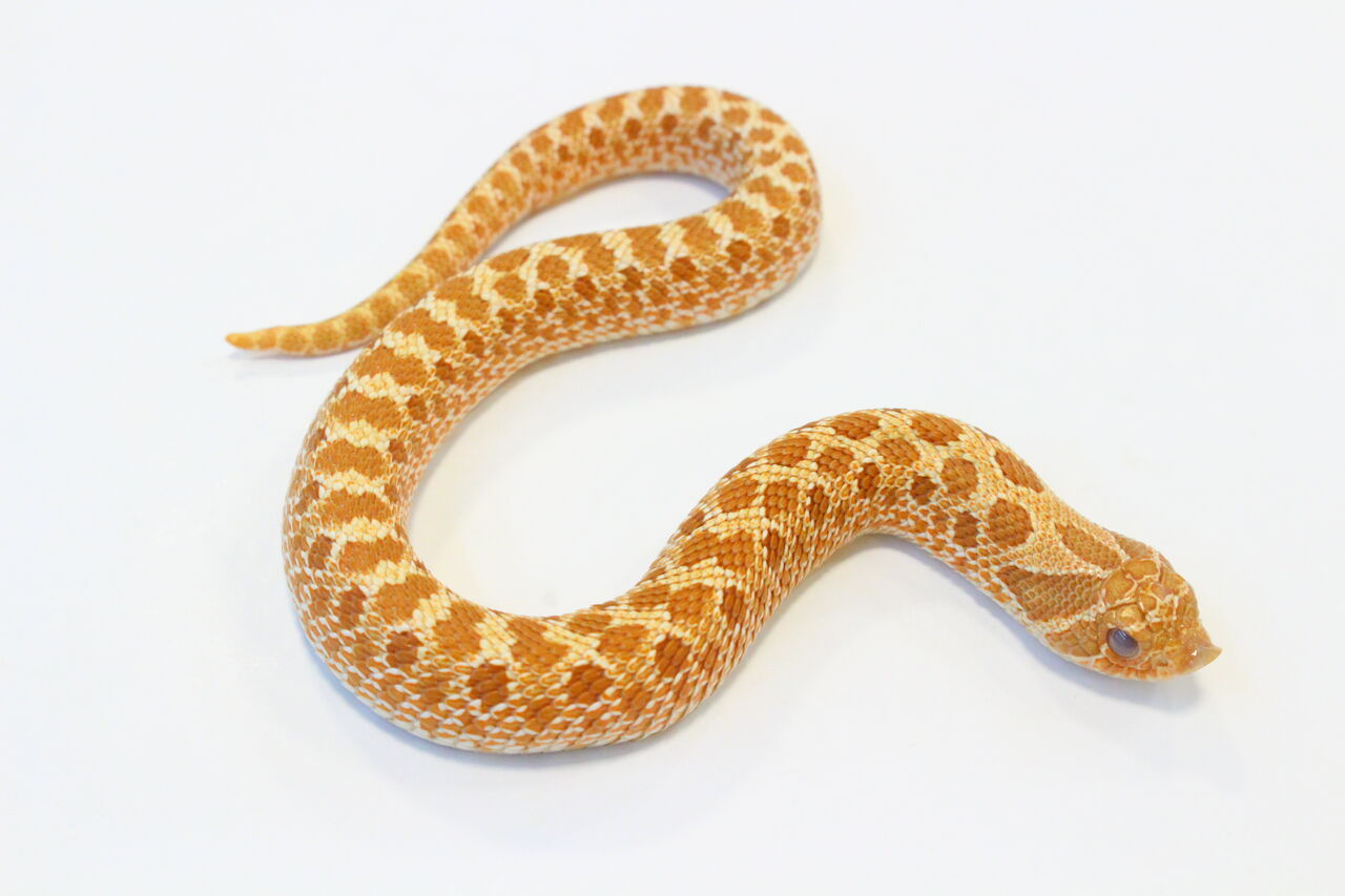 オススメ生体 セイブシシバナヘビ 爬虫類クラブj 横須賀店ブログ