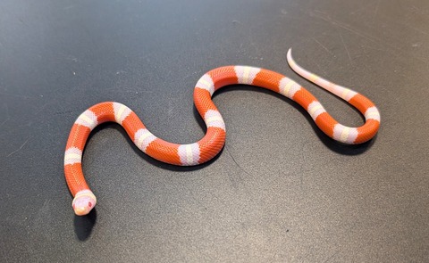 PXL_20241218_111451574~2