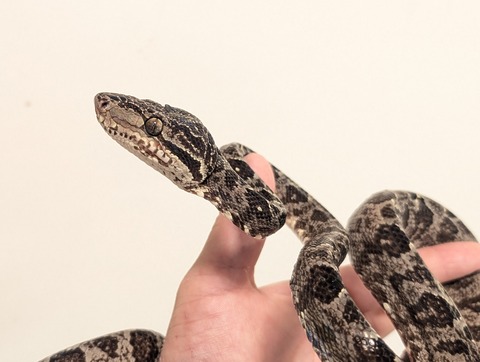 PXL_20260212_080531151~2