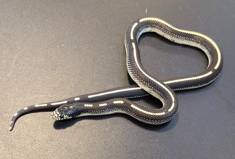 PXL_20241218_113643792~2