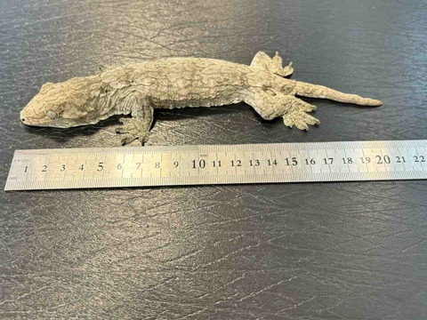 FullSizeRender