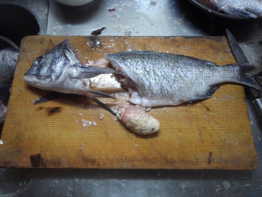 コマセにオキアミがいらん理由 Fishing Life Season Bike Life