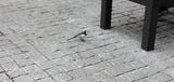 鳥