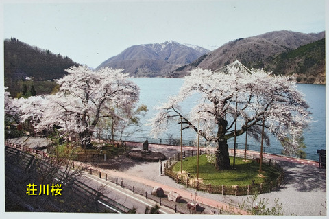 荘川桜AB