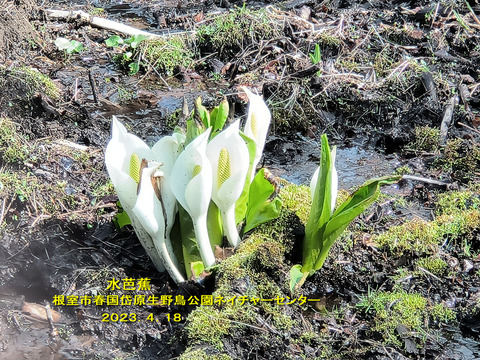 水芭蕉