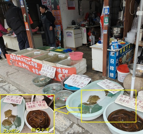 スッポン田ウナギ