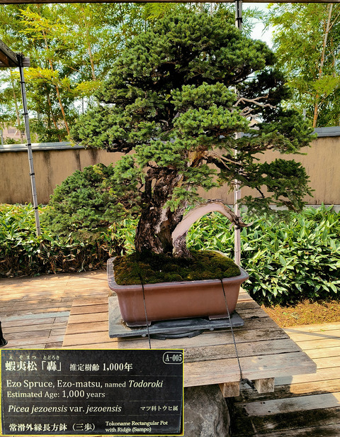 盆栽