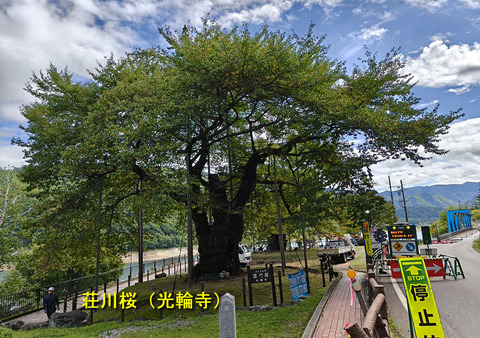荘川桜（光輪寺）