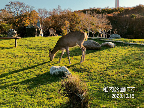 稚内公園