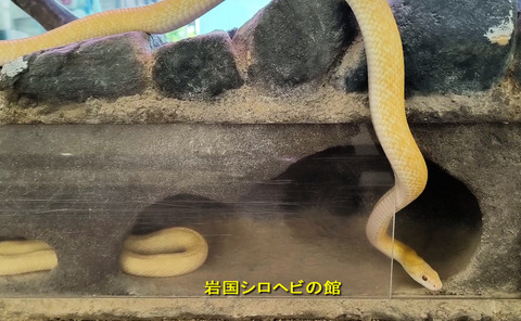 白蛇