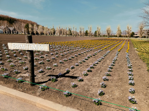 FarmTomita