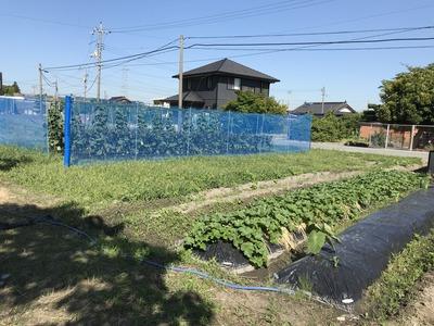 画像を等倍で表示します 画像