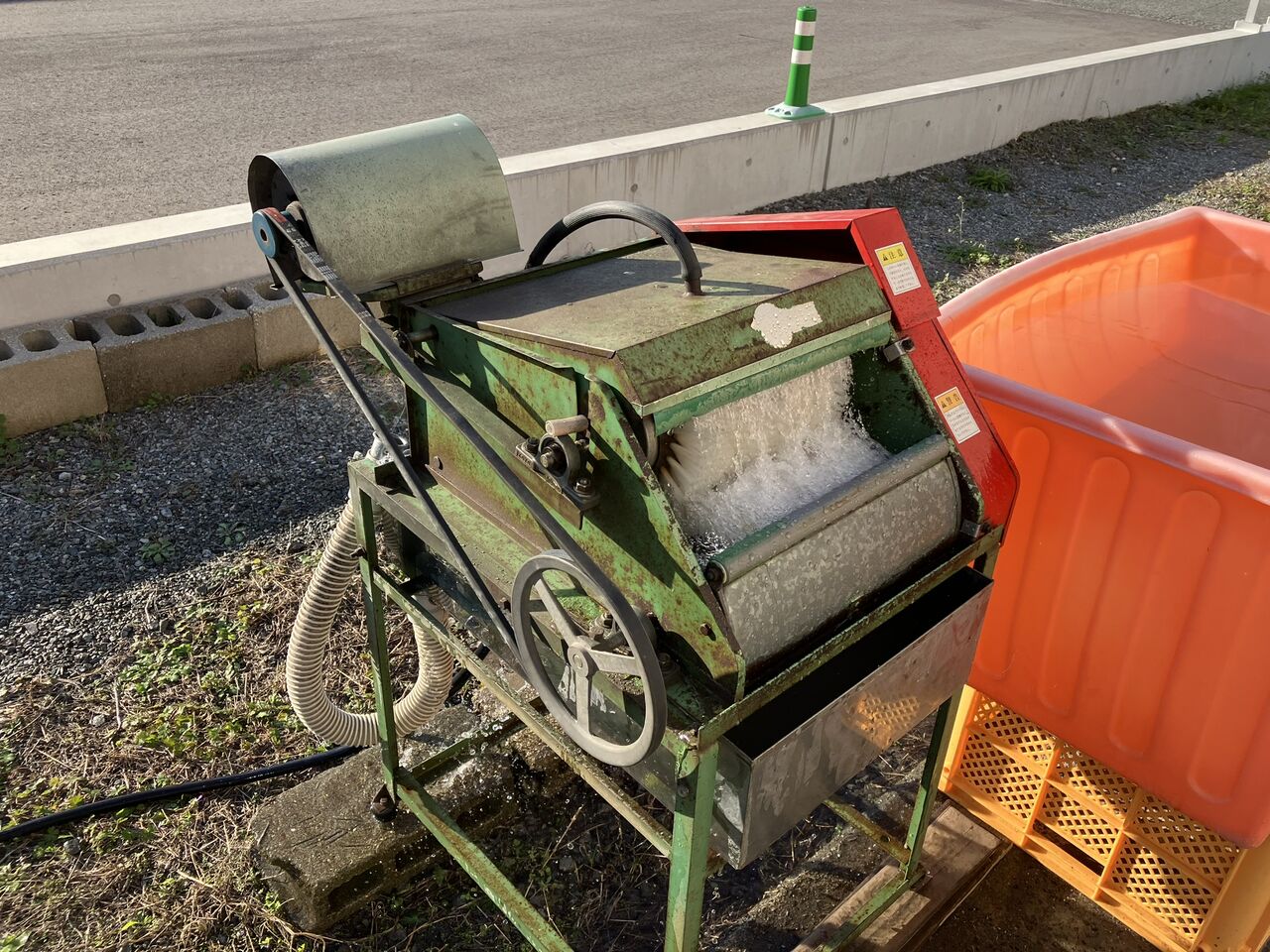 ダイコン初出荷 大根洗い機で手間取った : 向島ポンポコ日記