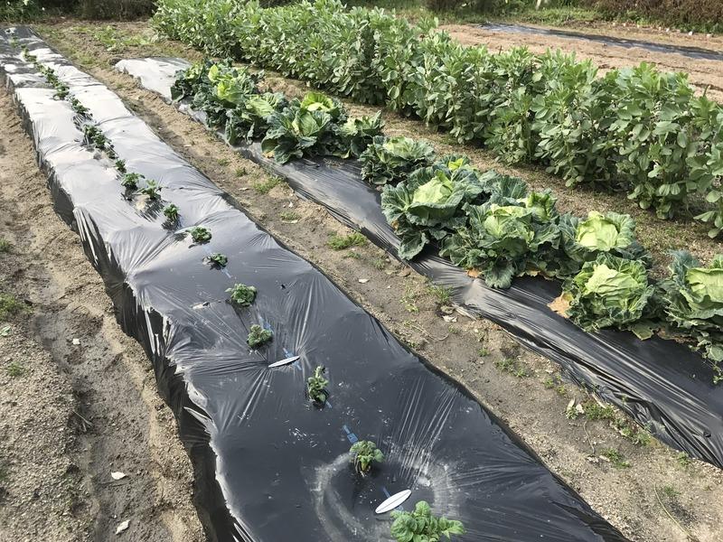 画像を等倍で表示します 画像