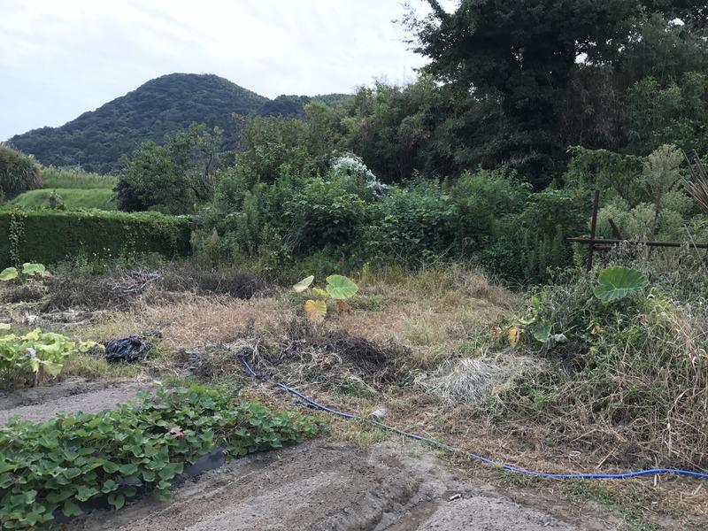 画像を等倍で表示します 画像