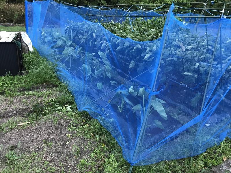 画像を等倍で表示します 画像