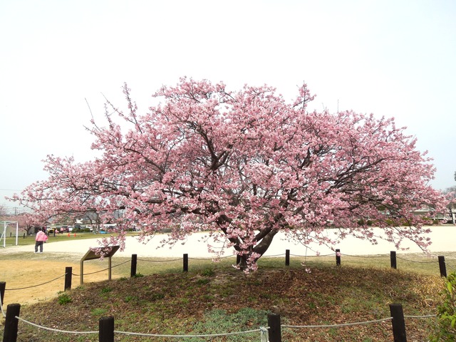 DSCN8495