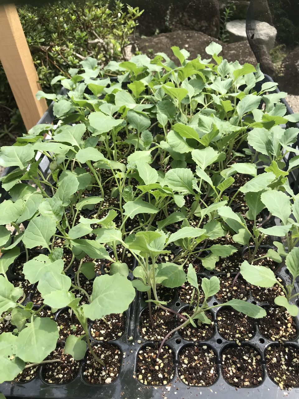 最近の畑の様子 秋植え野菜の準備をしています 向島ポンポコ日記