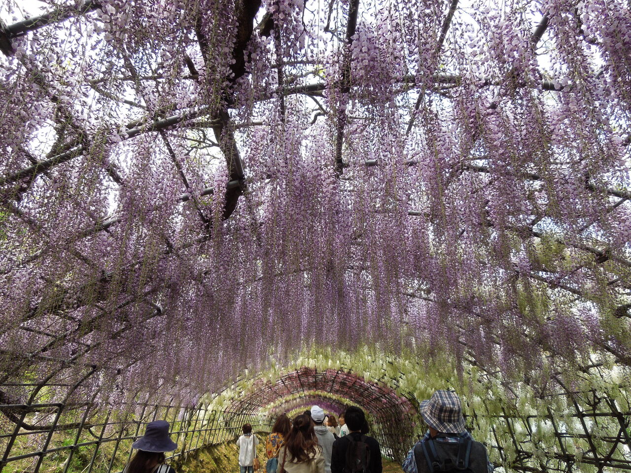 画像を等倍で表示します 画像