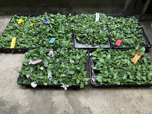 IMG_8558