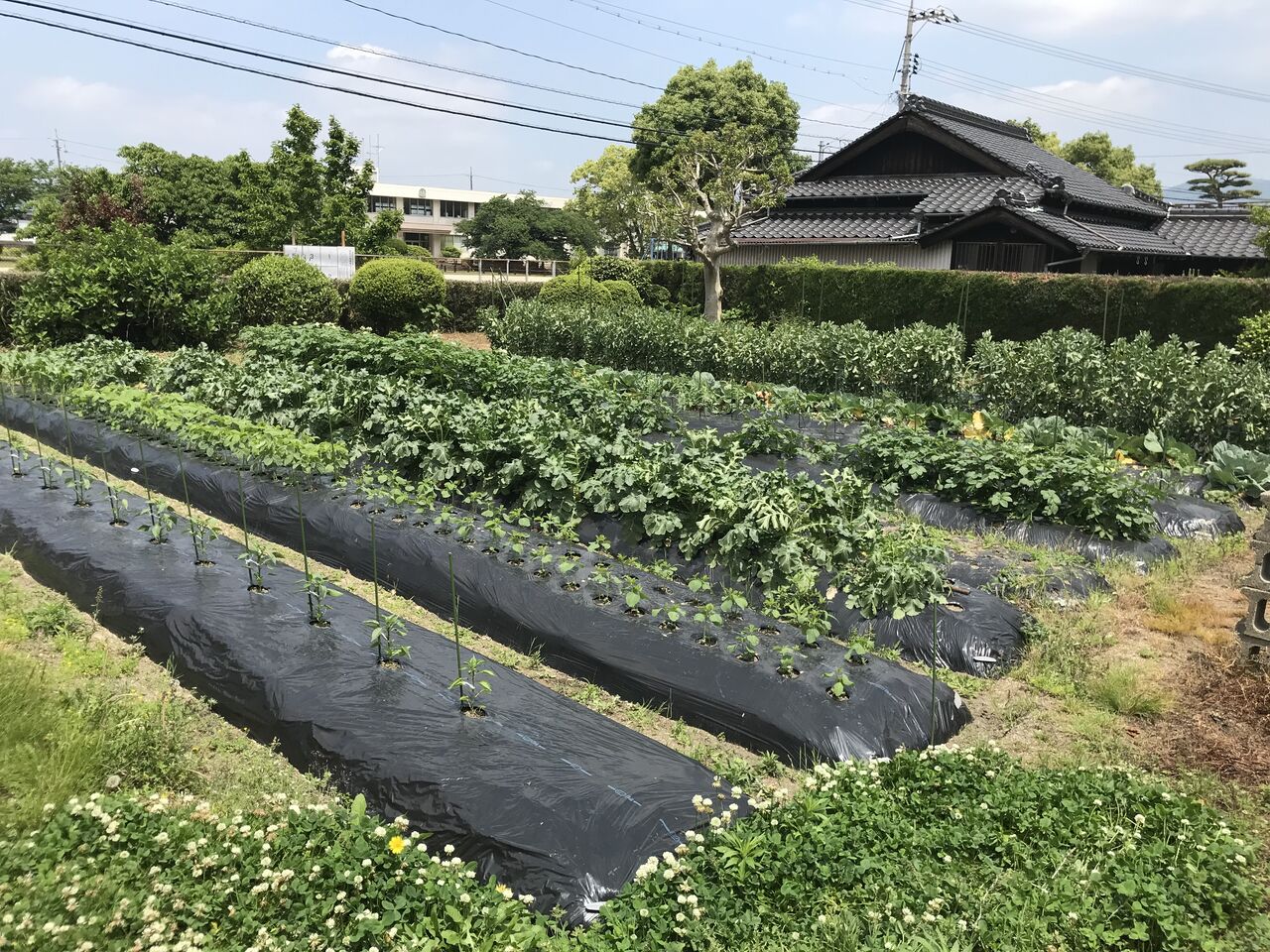 最近の畑の様子 夏野菜が育ってます 向島ポンポコ日記