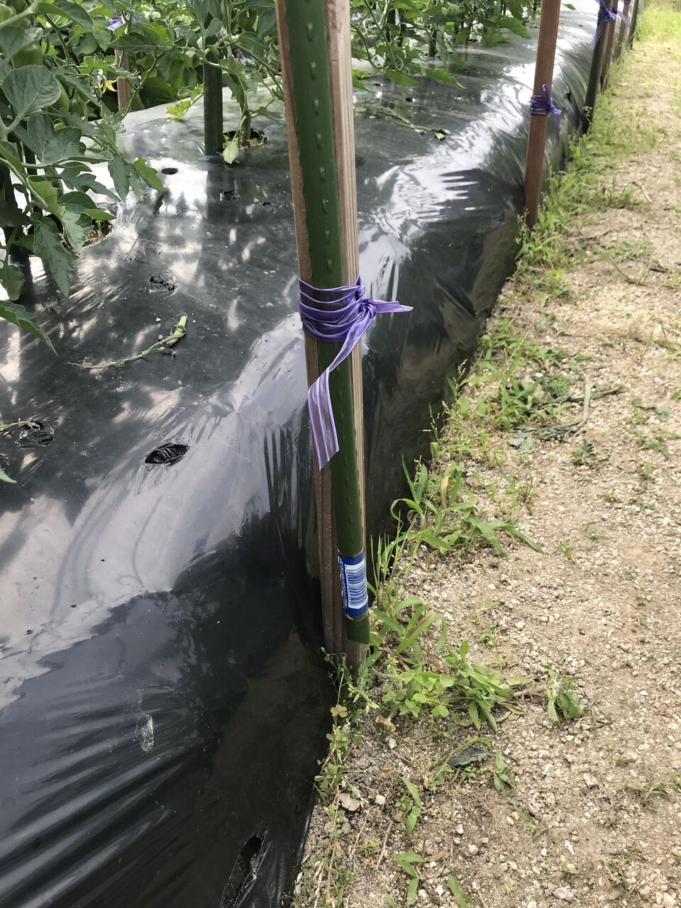 トマト雨除け屋根設置 : 向島ポンポコ日記