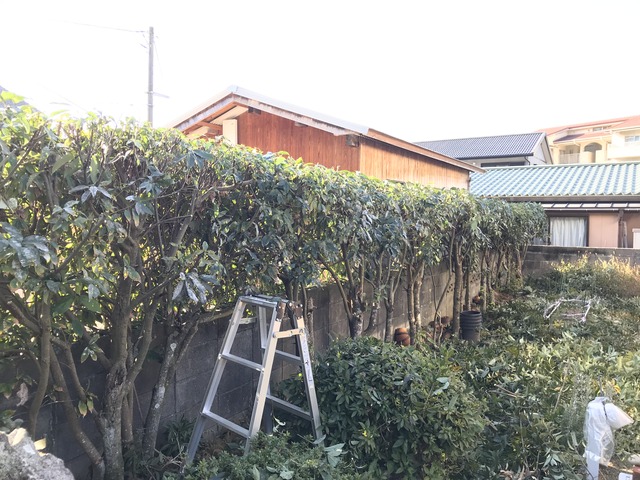 切る枝・残す枝がわかる！庭木の剪定 | ナツメ社