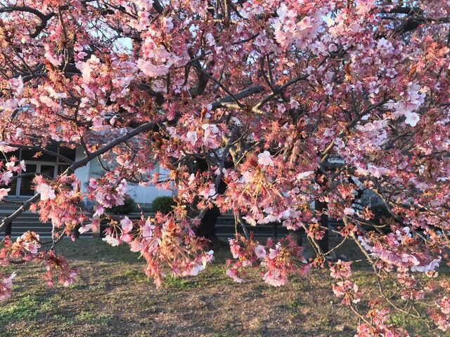 IMG_2196.JPEG
