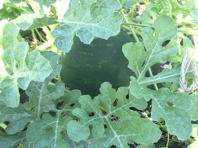 画像を等倍で表示します 画像