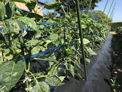 画像を等倍で表示します 画像