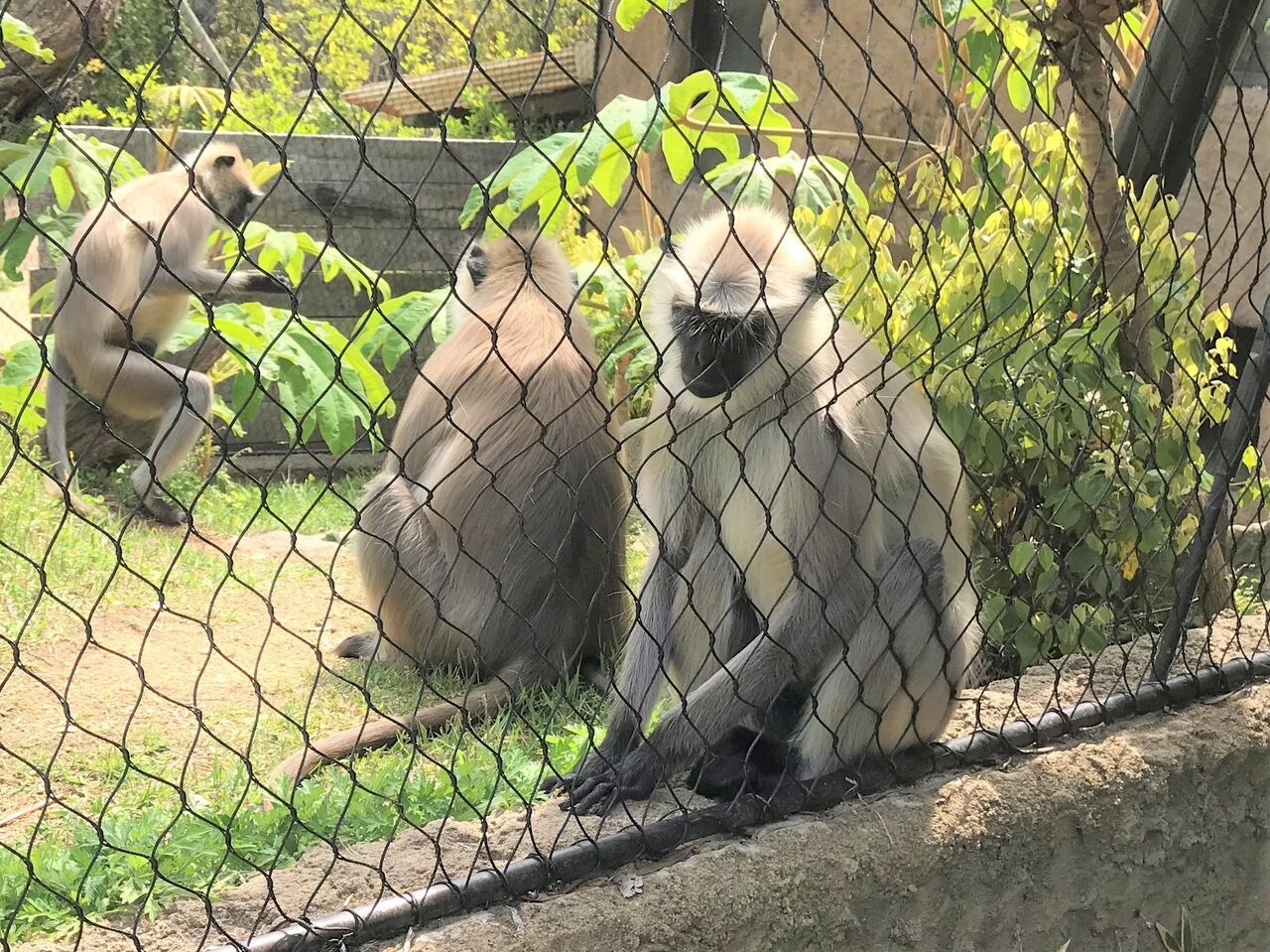ときわ動物園 ときわ動物園の 動物たち🐒 飼育員さんデザインの 絵を元に 布で