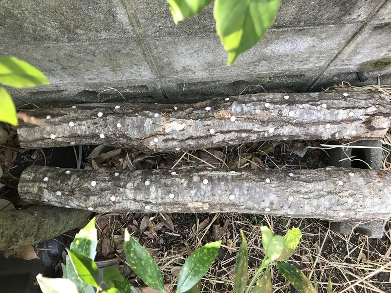 画像を等倍で表示します 画像