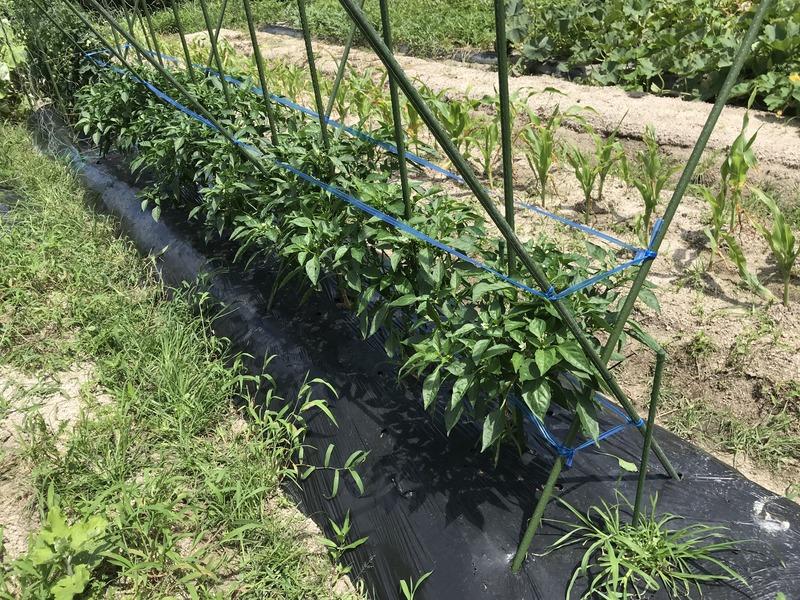 画像を等倍で表示します 画像