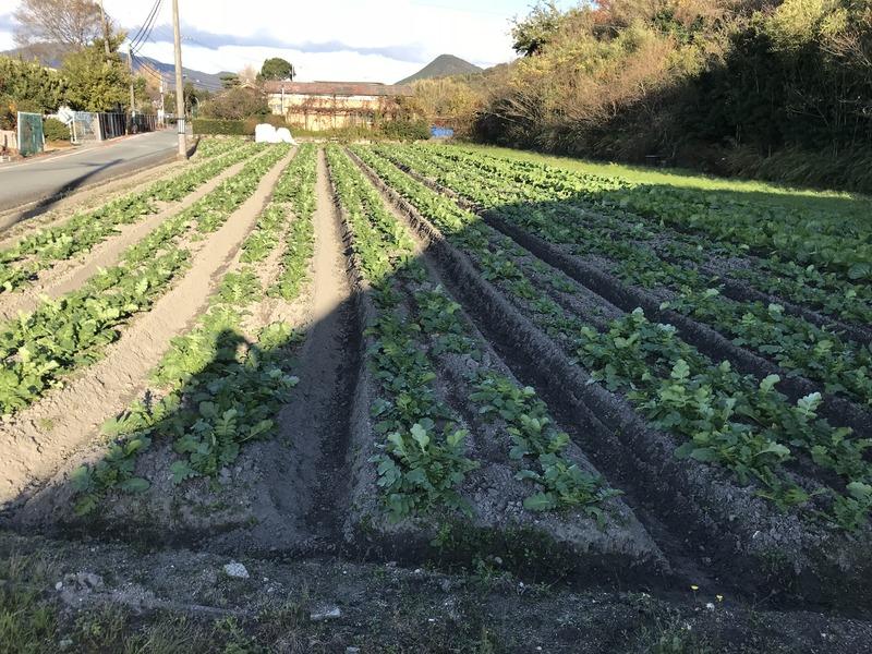 画像を等倍で表示します 画像