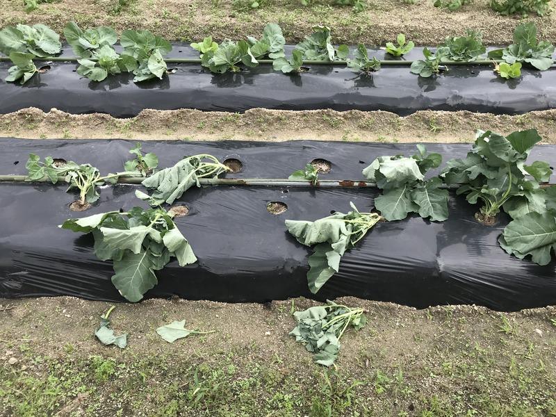 画像を等倍で表示します 画像