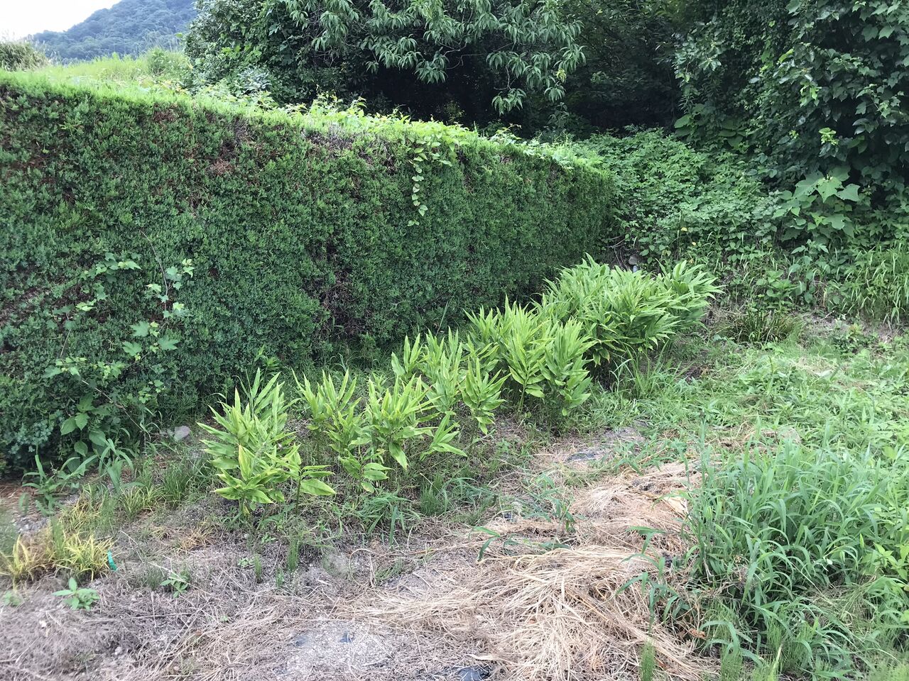 ミョウガ初収穫 向島ポンポコ日記