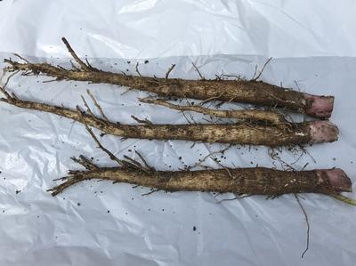 画像を等倍で表示します 画像