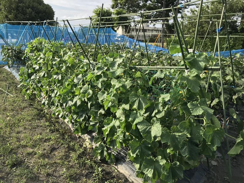 画像を等倍で表示します 画像