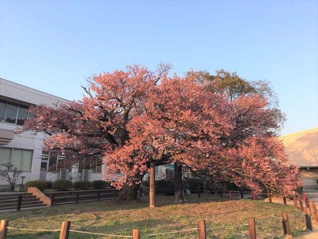 IMG_2195.JPEG
