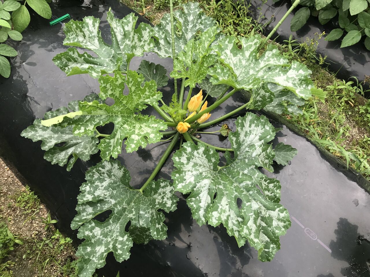 メダカ レポート１ 向島ポンポコ日記