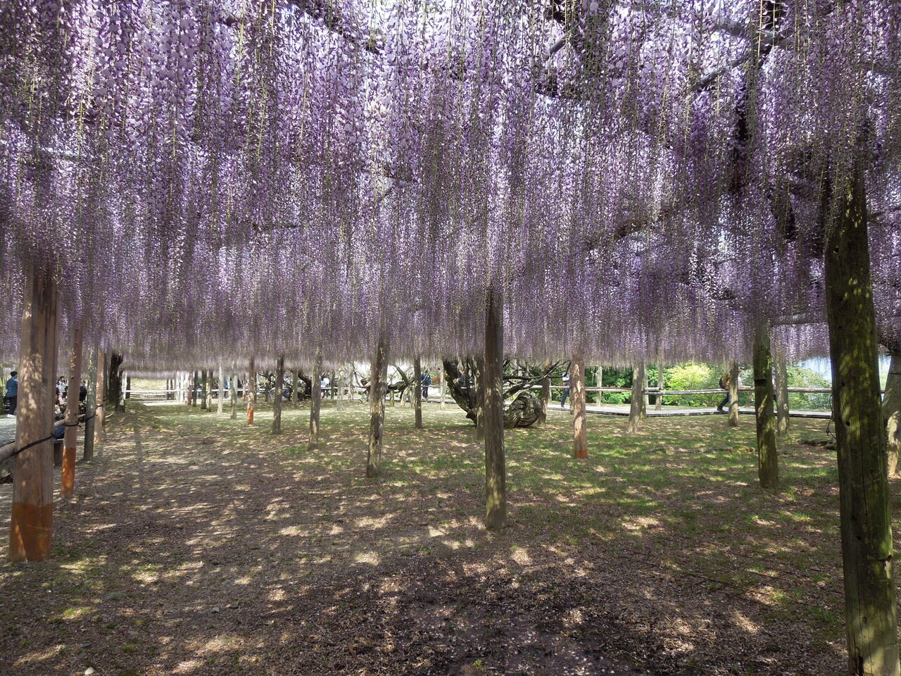画像を等倍で表示します 画像