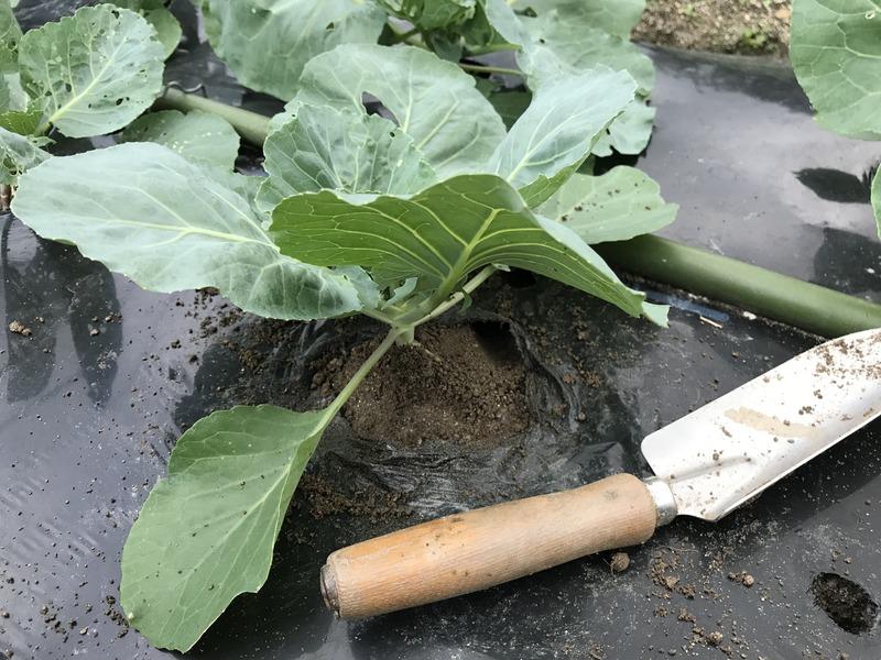 画像を等倍で表示します 画像